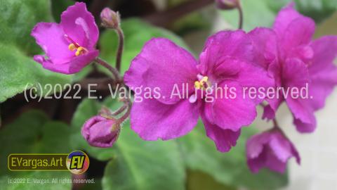 closeup of flowers, depth of field