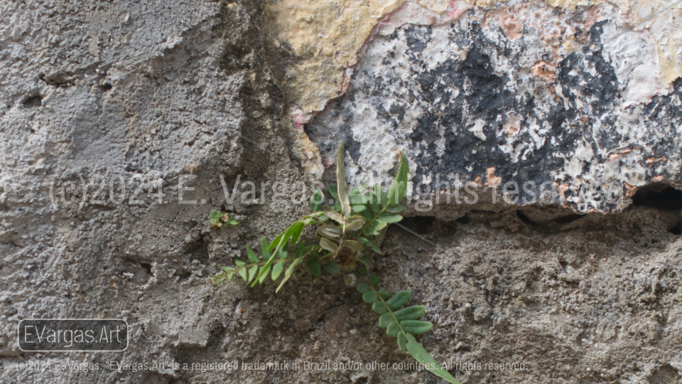 white, brown, green, street wall, urban, plant, leaves, day, outdoors, close-up