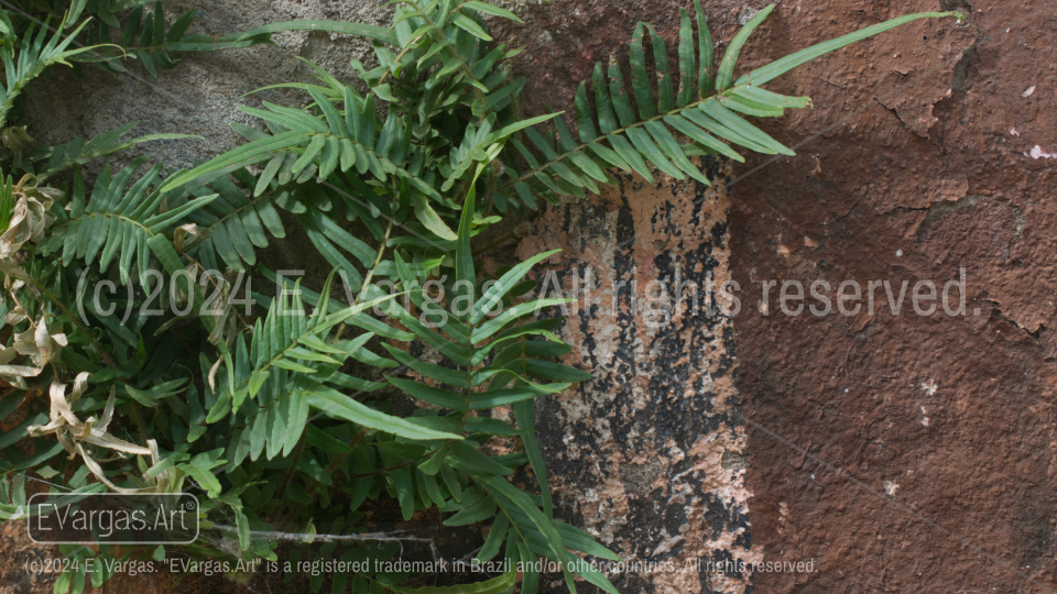 white, brown, green, street wall, urban, plant, leaves, day, outdoors, close-up