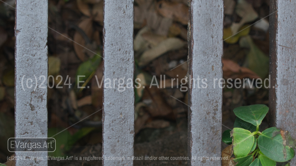 metal bars, depth of field, leaves, green leaves, close-up, street, urban, outdoors, daylight