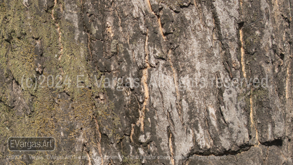 close-up tree bark, outdoors, daylight, zoom, shadows, sunlight, zoom