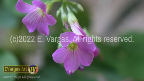 closeup of flowers, depth of field