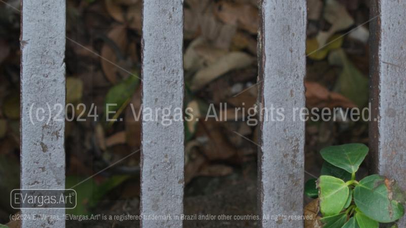 metal bars, depth of field, leaves, green leaves, close-up, street, urban, outdoors, daylight