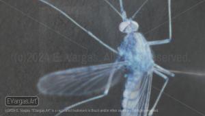 Negative photograph of insect, mosquito, on the wall, wings